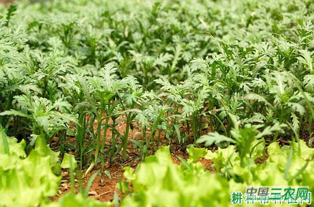 茼蒿的生长条件是什么？