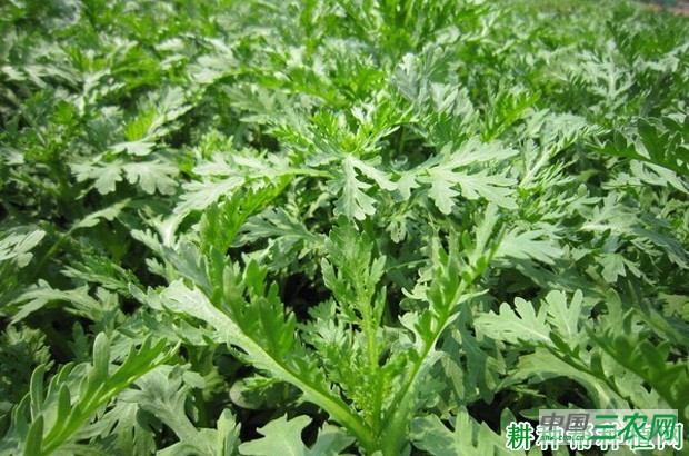 茼蒿的生长条件是什么？