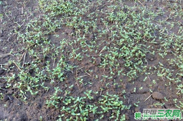 种植茼蒿菜如何间苗？