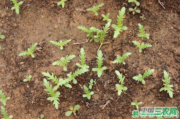 种植茼蒿菜如何间苗？