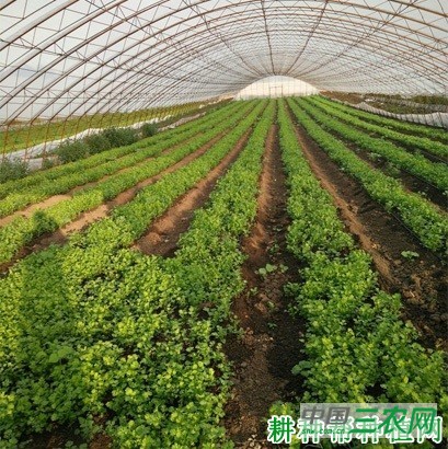 冬季香菜（芫荽）如何种植？