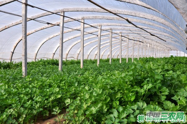 冬季香菜（芫荽）如何种植？