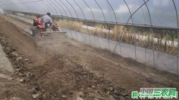 冬季香菜（芫荽）如何种植？