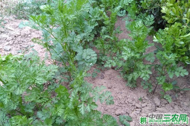 种植香菜（芫荽）怎么预防抽薹？