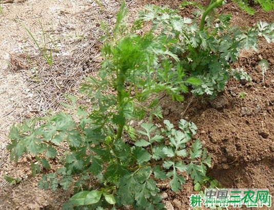 种植香菜（芫荽）怎么预防抽薹？