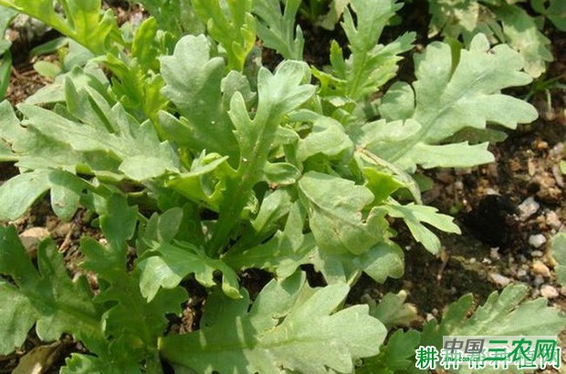 茼蒿菜有什么特征？