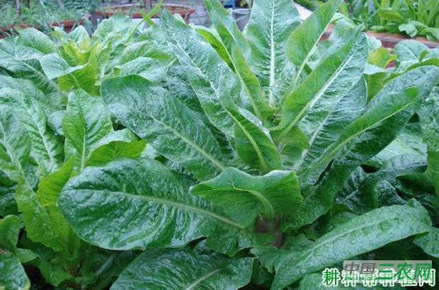 莴笋（莴苣）长怎么样？