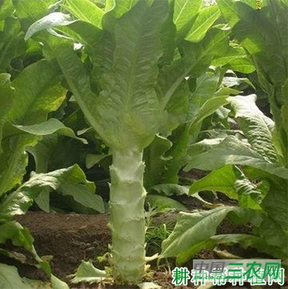 莴笋（莴苣）长怎么样？
