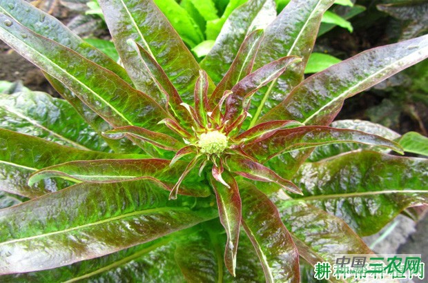 莴笋（莴苣）长怎么样？