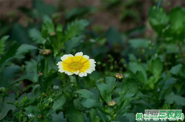 茼蒿菜有什么特征？