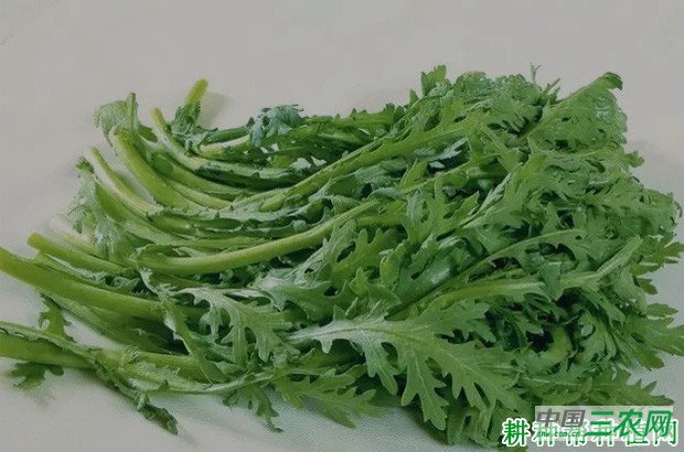 茼蒿菜为什么叫皇帝菜？