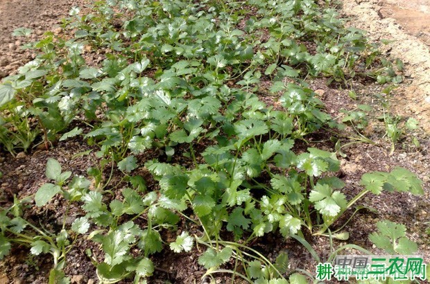 什么是香菜（芫荽）红秆？