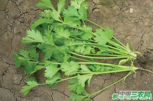 种植香菜（芫荽）如何采收？