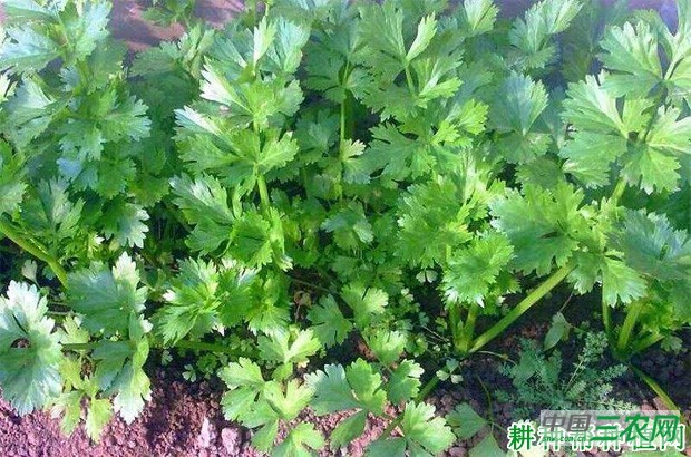 种植香菜（芫荽）如何采收？