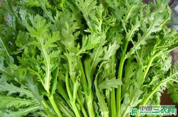 茼蒿菜的功效与作用是什么？