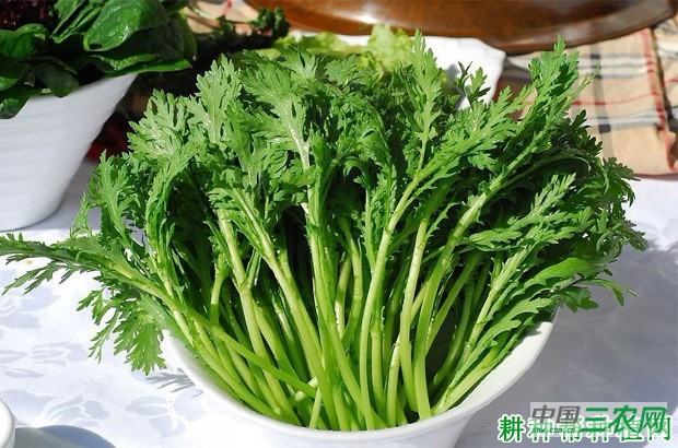 茼蒿菜的功效与作用是什么？