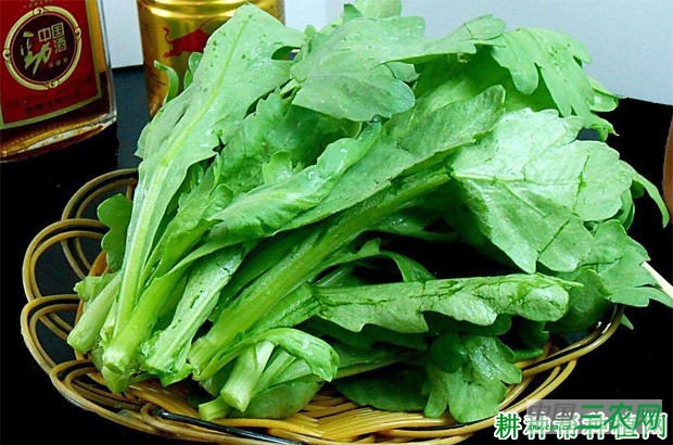 茼蒿菜的功效与作用是什么？