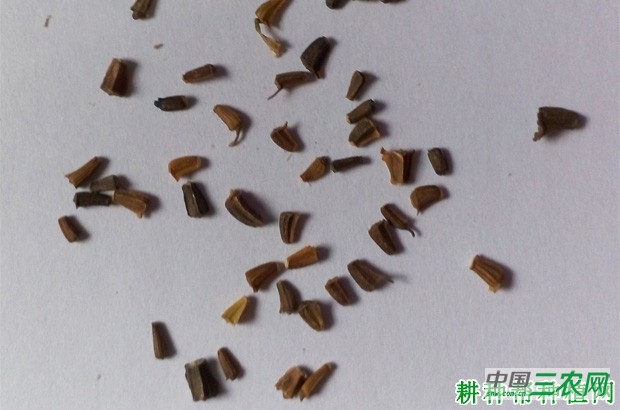 茼蒿如何播种？