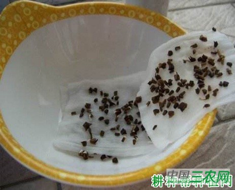 茼蒿如何播种？