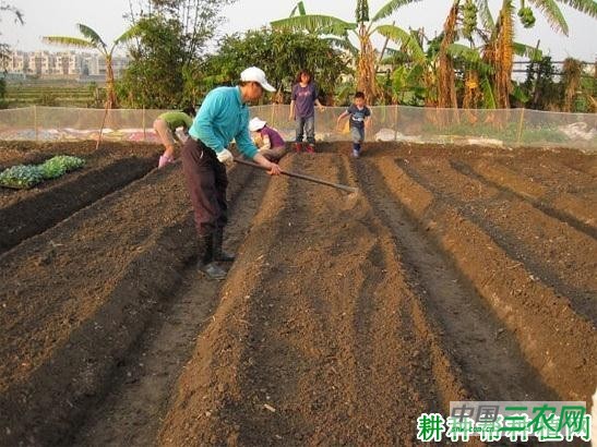 茼蒿种植前如何整地？