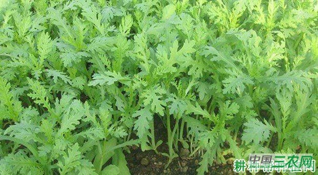 茼蒿种植多少天可以采收？