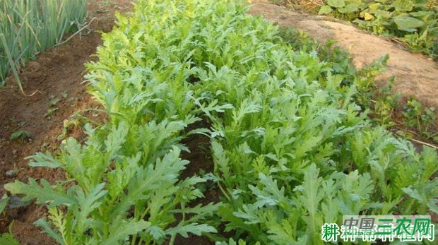 茼蒿菜什么时候能种？