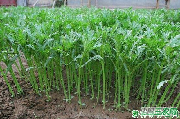 露地茼蒿菜如何种植？