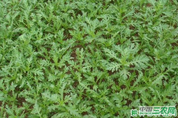 露地茼蒿菜如何种植？