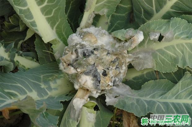 花椰菜菌核病如何防治? 花椰菜菌核病如何防治?