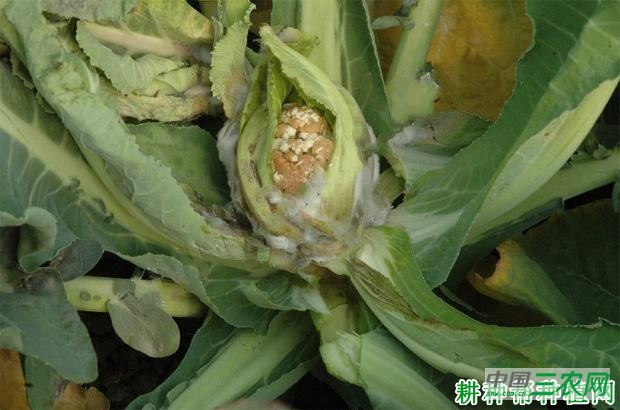 花椰菜菌核病如何防治? 花椰菜菌核病如何防治?