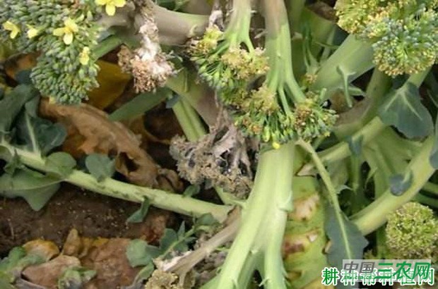 花椰菜菌核病如何防治? 花椰菜菌核病如何防治?