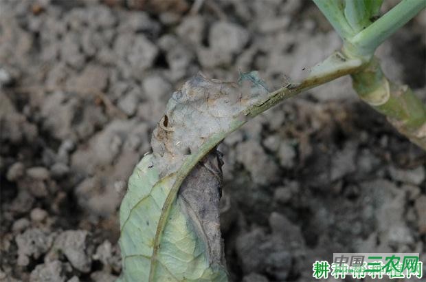 花椰菜菌核病如何防治? 花椰菜菌核病如何防治?
