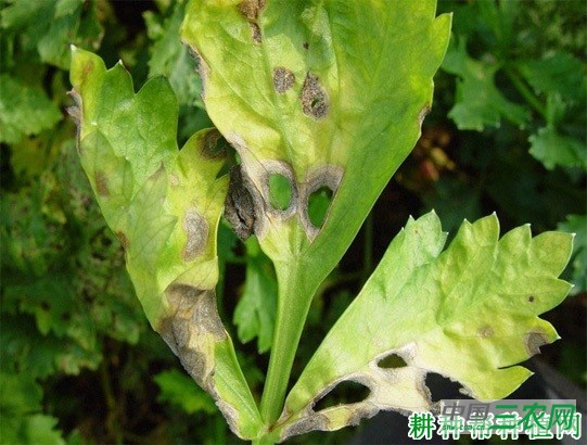 芹菜黑斑病如何防治？