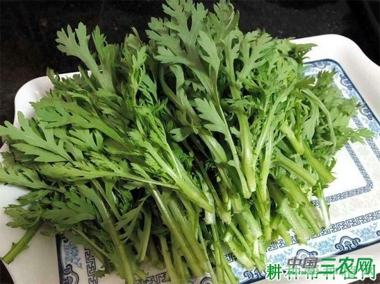 种植茼蒿菜如何采收? 种植茼蒿菜如何采收?