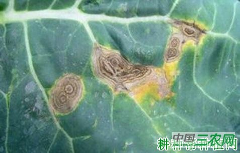 花椰菜褐斑病如何防治？