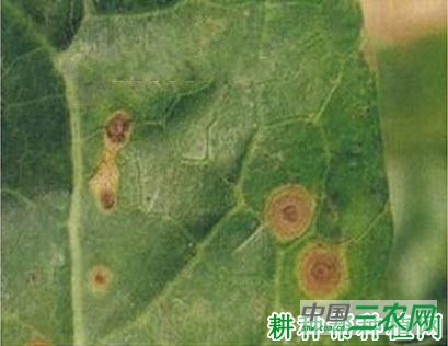 花椰菜褐斑病如何防治？