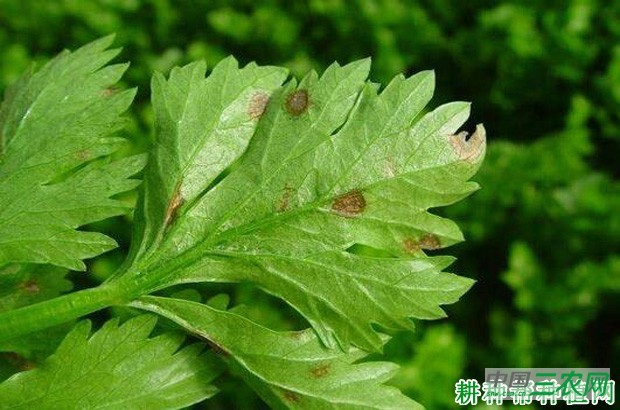 芹菜叶斑病如何防治？