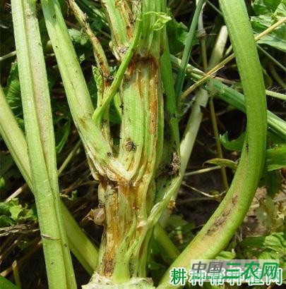 芹菜早疫病如何防治？