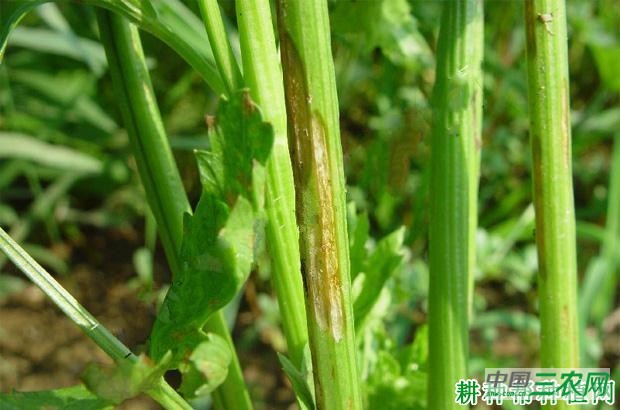 芹菜早疫病如何防治？