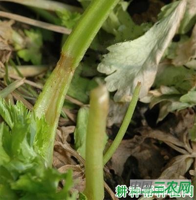 芹菜早疫病如何防治？