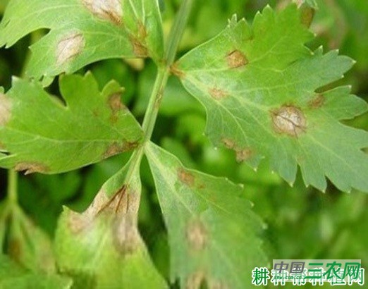 芹菜早疫病如何防治？