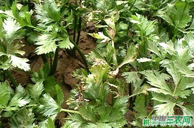 芹菜早疫病如何防治？