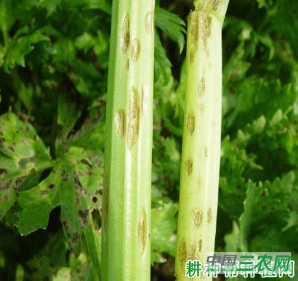 芹菜斑枯病如何防治？