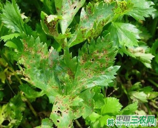 芹菜斑枯病如何防治？