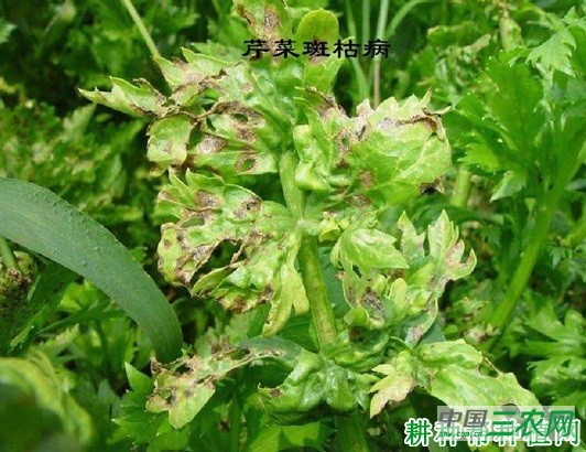 芹菜斑枯病如何防治？
