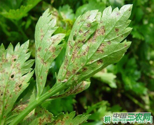 芹菜斑枯病如何防治？