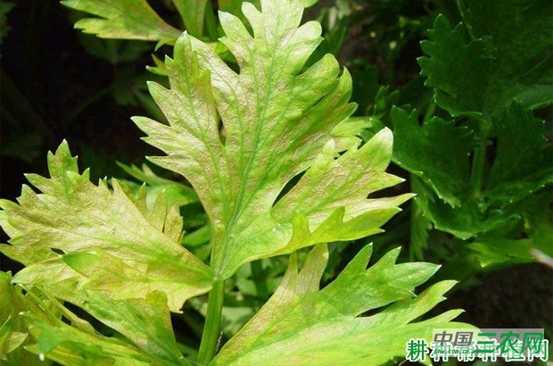 芹菜黄萎病如何防治？