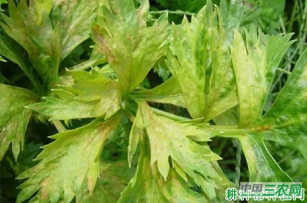 芹菜黄萎病如何防治？