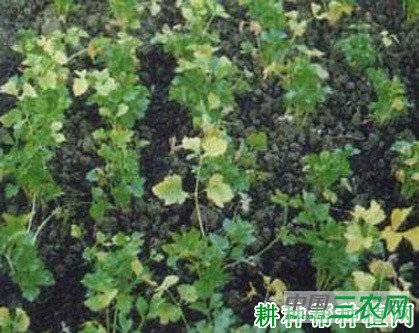 芹菜黄萎病如何防治？