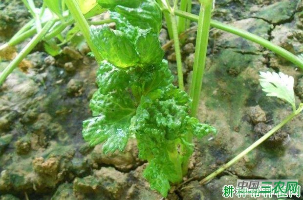芹菜病毒病如何防治? 芹菜病毒病如何防治?